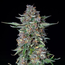 Do-Si-Dos Automatic (Royal Queen Seeds) Cannabis Seeds