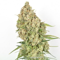 Amsterdam Amnesia (Dutch Passion Seeds) Cannabis Seeds
