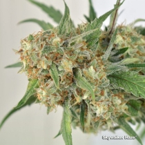 Skywalker Haze (Dutch Passion Seeds) Cannabis Seeds