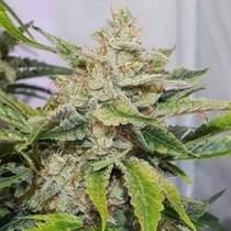 Auto Skywalker Haze (Dutch Passion Seeds) Cannabis Seeds