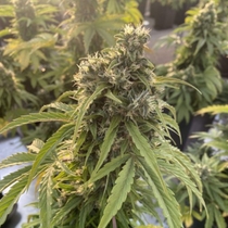 Auto CBD-Victory (Dutch Passion Seeds) Cannabis Seeds