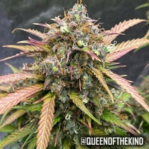 Bubble Runtz Auto Feminised (Taste-budz Seeds) Cannabis Seeds