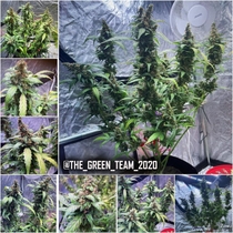 Peanut Butter Cookies Auto Feminised (Taste-budz Seeds) Cannabis Seeds