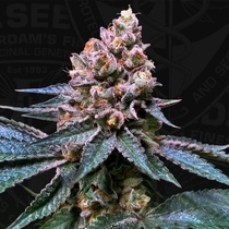 Black Apple Hitchcock Feminised (TH Seeds) Cannabis Seeds