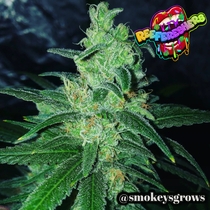 Reefereshers Feminised (Taste-budz Seeds) Cannabis Seeds