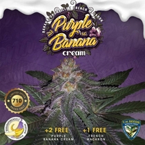 Purple Banana Cream Feminised (TH Seeds) Cannabis Seeds