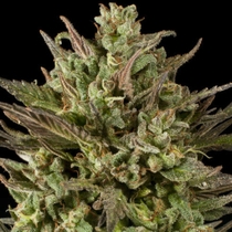 GOLD LINE Blackberry Fire Regular (Purple Caper Seeds) Cannabis Seeds