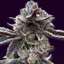Gold Line 3 x Caper Regular (Purple Caper Seeds) Cannabis Seeds