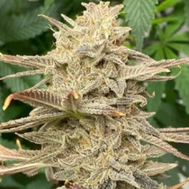 GOLD LINE Blue Fire Regular (Purple Caper Seeds) Cannabis Seeds