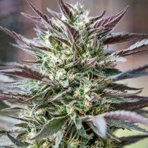 GOLD LINE Cash Berry Regular (Purple Caper Seeds) Cannabis Seeds