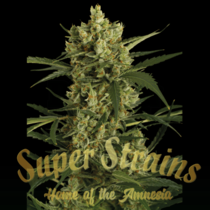 Crackers (Super Strains Seeds) Cannabis Seeds