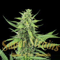 Hermana de la Noche (Super Strains Seeds) Cannabis Seeds