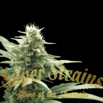 Agartha CBD (Super Strains Seeds) Cannabis Seeds