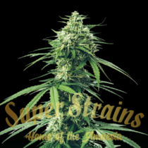 Saga CBD (Super Strains Seeds) Cannabis Seeds