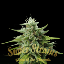 Cookies Krush (Super Strains Seeds) Cannabis Seeds