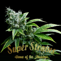 Eden CBD (Super Strains Seeds) Cannabis Seeds