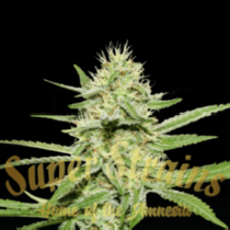 Enemy’s Dream (Super Strains Seeds) Cannabis Seeds