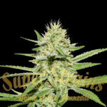 Enemys Dream (Super Strains Seeds) Cannabis Seeds