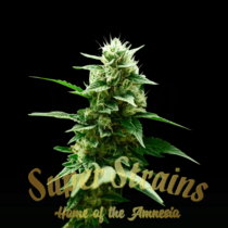 Mexican Candy (Super Strains Seeds) Cannabis Seeds