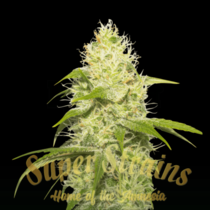 La Jefa (Super Strains Seeds) Cannabis Seeds