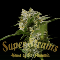 Ibiza Farmers (Super Strains Seeds) Cannabis Seeds