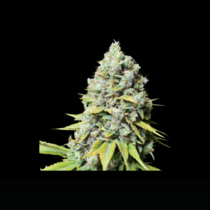 Kosher Haze (Super Sativa Seed Club) Cannabis Seeds