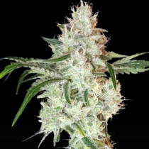 Lemon OG (Super Sativa Seed Club) Cannabis Seeds