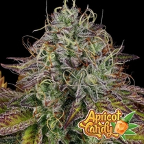 Apricot Candy Feminised (Paradise Seeds) Cannabis Seeds
