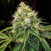 Truffle Berry Feminised (Top Shelf Elite Seeds) Cannabis Seeds
