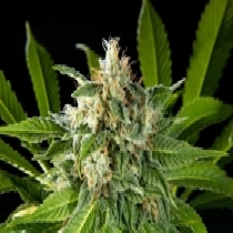 Philosopher Da Critical Cannabis Seeds