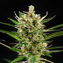Philosopher Wedding Cake Auto Cannabis Seeds