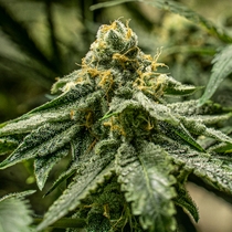 R-Kiem 2y2 Feminised Cannabis Seeds