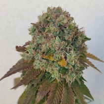 Acid Dawg Regular (Karma Genetics Seeds) Cannabis Seeds