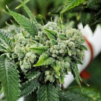Biker Kush Regular (Karma Genetics Seeds) Cannabis Seeds
