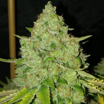 Sour Rado Regular (Karma Genetics Seeds) Cannabis Seeds
