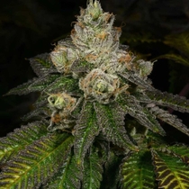Z-Face Regular (Archive Seedbank) Cannabis Seeds