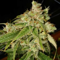 Holy Roller Regular (Archive Seedbank) Cannabis Seeds