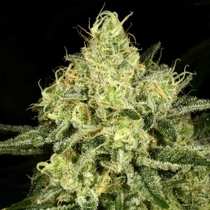 Tasty Tree Regular (Archive Seedbank) Cannabis Seeds