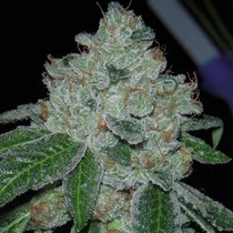 Rocket Fuel Regular (Archive Seedbank) Cannabis Seeds