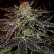 Pie Face Regular (Archive Seedbank) Cannabis Seeds