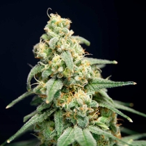 Here Comes the Barb Feminised (House of the Great Gardener Seeds) Cannabis Seeds