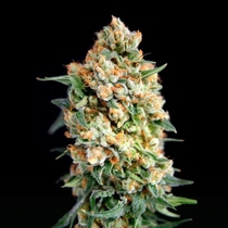 Sticky Barb Feminised (House of the Great Gardener Seeds) Cannabis Seeds