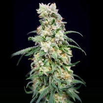 Rainbow Barb Feminised (House of the Great Gardener Seeds) Cannabis Seeds