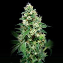 Grapefruit Barb Feminised (House of the Great Gardener Seeds) Cannabis Seeds