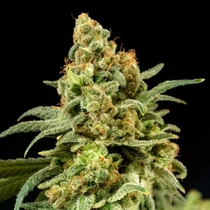 Peaches 'N' Cheese Feminised (House of the Great Gardener Seeds) Cannabis Seeds