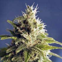 Ghani AF AKA GG#1 Regular (House of the Great Gardener Seeds) Cannabis Seeds