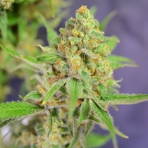 Orange Barb Feminised (House of the Great Gardener Seeds) Cannabis Seeds