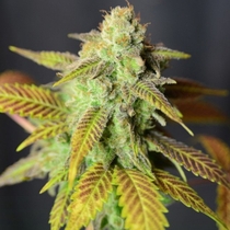 Barbarella Feminised (House of the Great Gardener Seeds) Cannabis Seeds