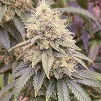 Frosted Onionz Feminised (Grateful Seeds) Cannabis Seeds