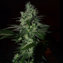 Frosted Madness feminised (Grateful Seeds) Cannabis Seeds